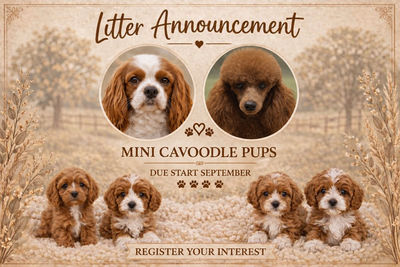 Daisy and Jake - September Litter 2026