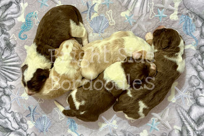 Under the sea litter