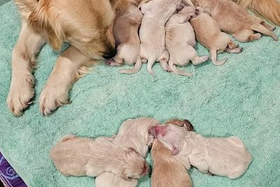 Rolex x Mannie - Sep Litter 2026