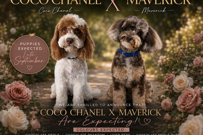 Coco Chanel - September Litter 2026