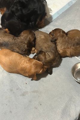 Devil x Jazz - June Litter 2026