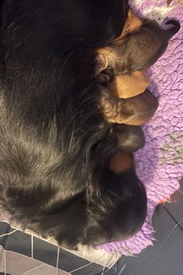 Devil x Jazz - June Litter 2026
