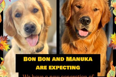 Mazel's Manuka x Mazel’s Bon Bon - May Litter 2025