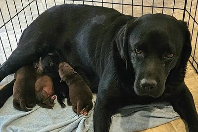 Cooper x Shadow - Sep Litter 2026