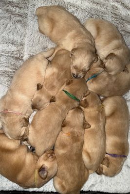 Lucy- Jun Litter 2026