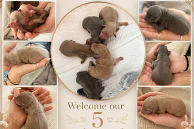 Caspian x Biscotti - Aug Litter 2026