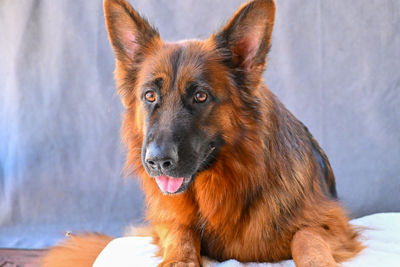 Max x Nyx - Sep Litter 2026