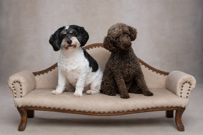 Monty x Stella - July Litter 2026