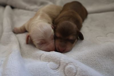 Darwin x Clementine - Sep Litter 2026