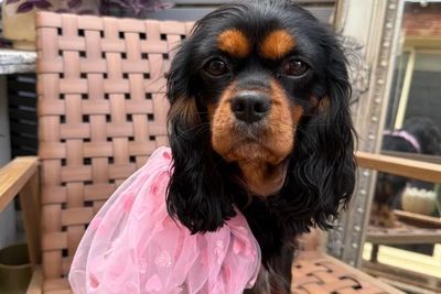 Maggie  - January Litter 2027