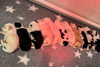 Floss & Albert's medium Sheepadoodle x Groodle September 2026 Litter