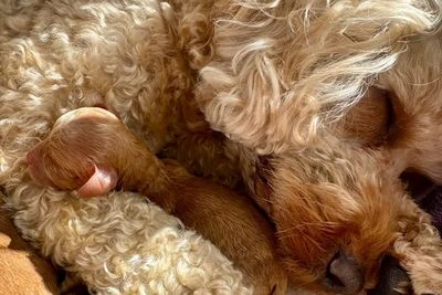 Buddy x Ellie - Jul Litter 2026