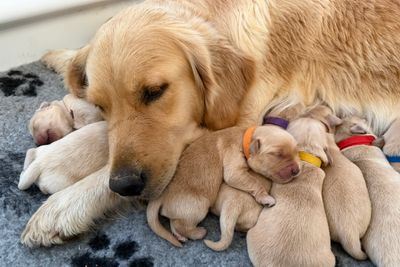 Buddy x Rosie -May 2026 The Super Mario Galaxy litter