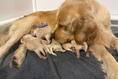 Buddy x Rosie -May 2026 The Super Mario Galaxy litter