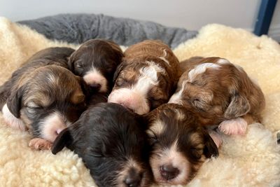 Milo x Flossie - Jul Litter 2026