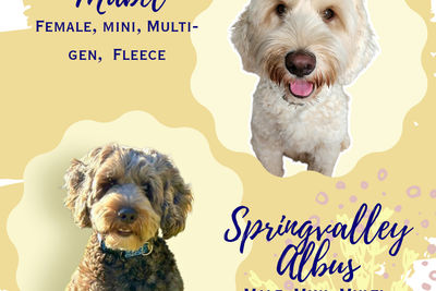 Springvalley Albus x Daisydoodles Mabel - Zodiac Litter 2026