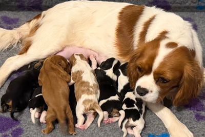 Rumble - Jul Litter 2026