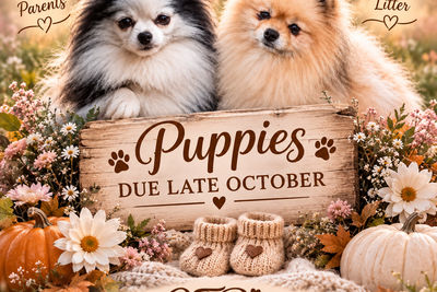 Bruizer x Lacey  - Oct Litter 2026