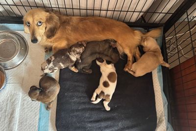 Remi - Sep Litter 2026