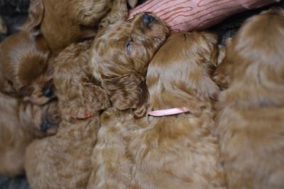 Ted x Rosie - Jun Litter 2026
