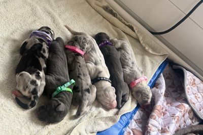 BENTLEY  x Armani🩷 - Aug Litter 2026
