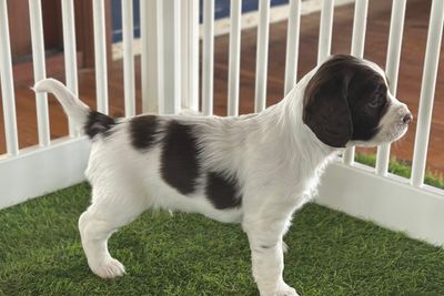 Larry Porter x Nina - Jul Litter 2026