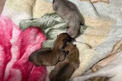 Humphrey  x Maia - Aug Litter 2026