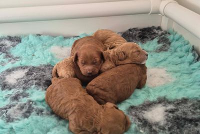 Rambo x Annie - May Litter 2026