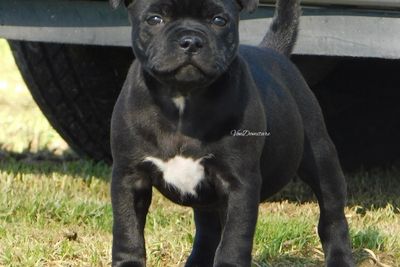 Jun Litter 2026