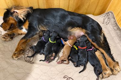 Bruno x Bonnie - Apr Litter 2026