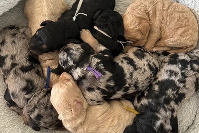 Manderlay’s Bowie x Bonnie - Sep Litter 2026