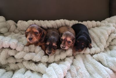 Ezekiel x Violet - Sep Litter 2026