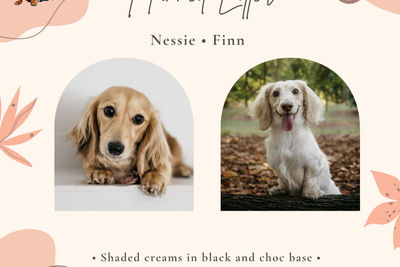 Nessie X Finn - Late 2026