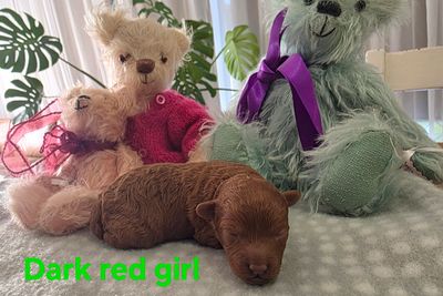 Leo x Peanut - Jul Litter 2026