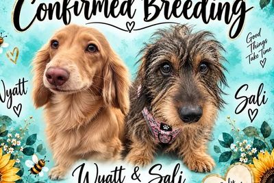 Wyatt x Sali - November Litter 2026