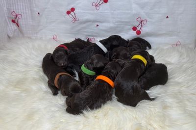 Furona Hills Aragon x Burrinjuck Olympia - Oct Litter 2026