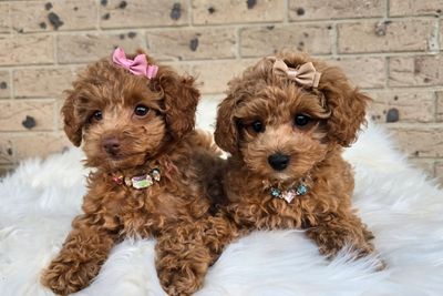 Harvey x Betty  - Jun Litter 2026