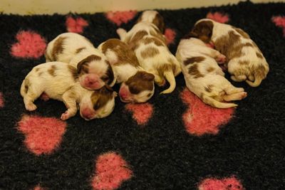 Leo x Bella - Jun Litter 2025