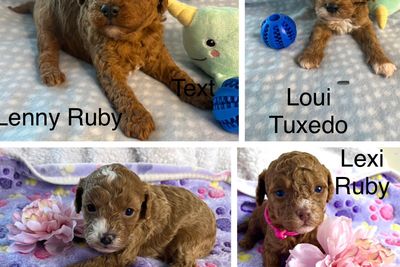 Cash x Lola  - Jul Litter 2026