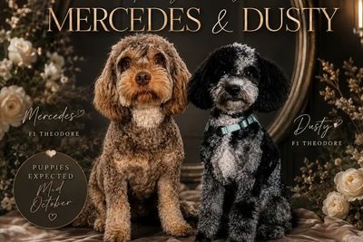 Mercedes x Dusty 
