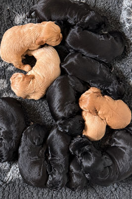 Jasper x Wilma - Jul Litter 2026