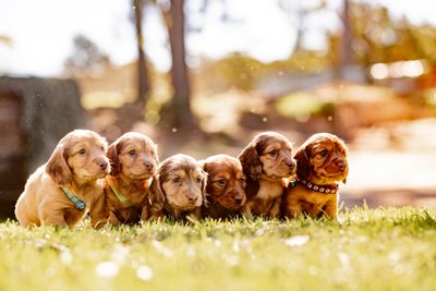 SS Swinter x Gigi - June Litter 2026