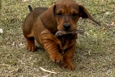 Jul Litter 2026