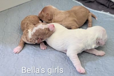 Bella's mini bordoodles - September 2026
