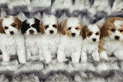 Bam Bam x Kea - September Litter 2026