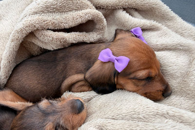 Jul Litter 2026