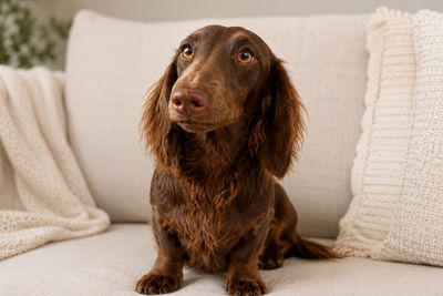 Biddy - Approx December Litter 2026