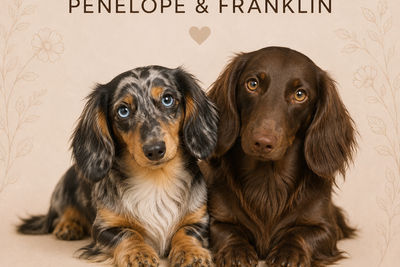 Penelope x Franklin