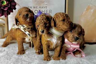 HoneyBee x Teddy - Designer Toy Cavoodles