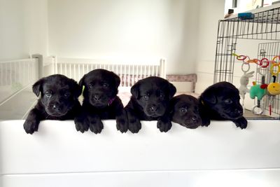 Daisy - 2027 litter